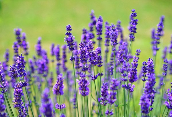 Flor Comestível Lavanda (Lavandula angustifolia)