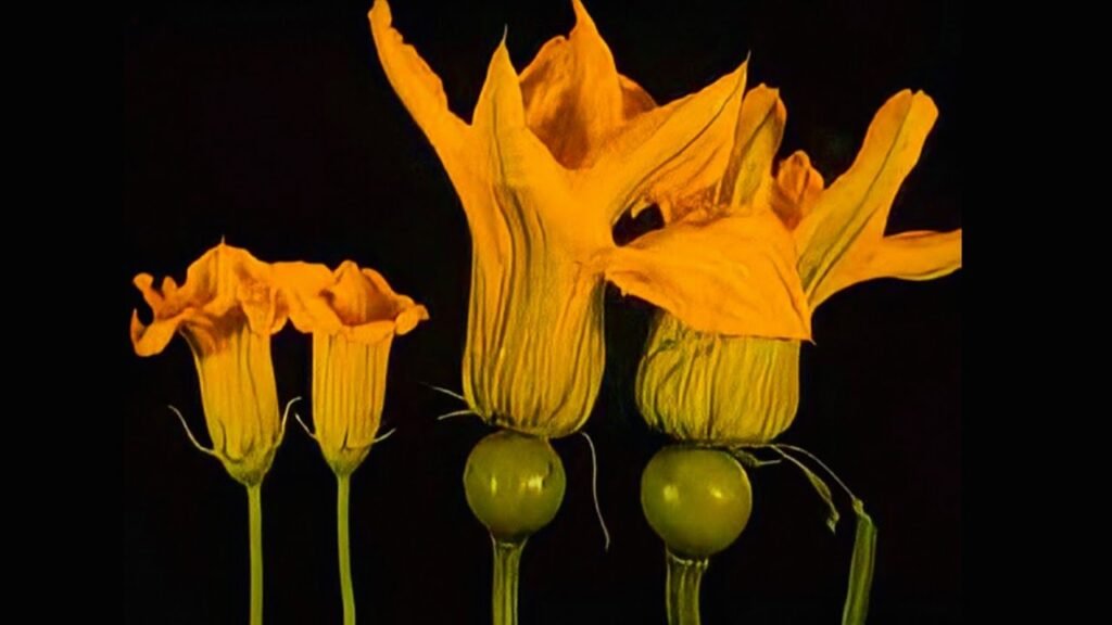 Flor de Abóbora